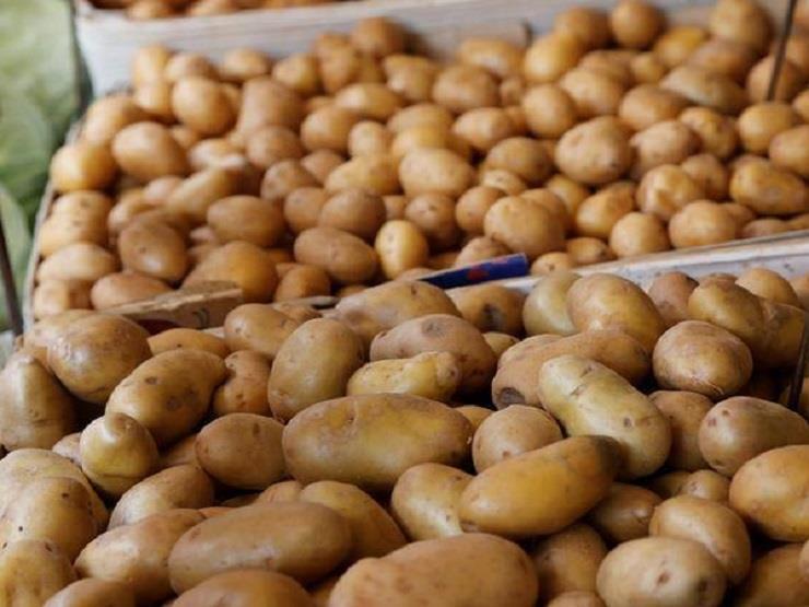 الزراعة : نجحنا في تصدير كميات كبيرة من البطاطس رغم أزمة الكورونا