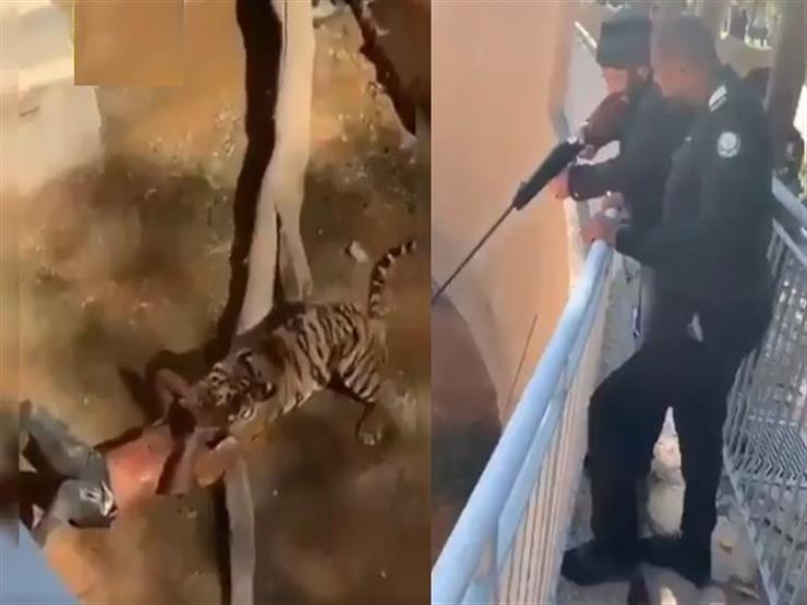 السعودية تكشف ملابسات هجوم نمر على زائر سوداني السعودية تكشف ملابسات هجوم نمر على زائر سوداني