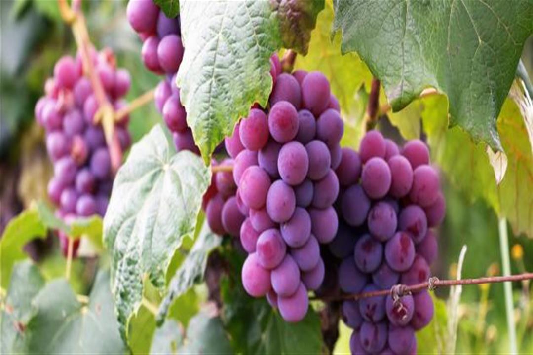 8 أطعمة تساهم في علاج الإمساك6