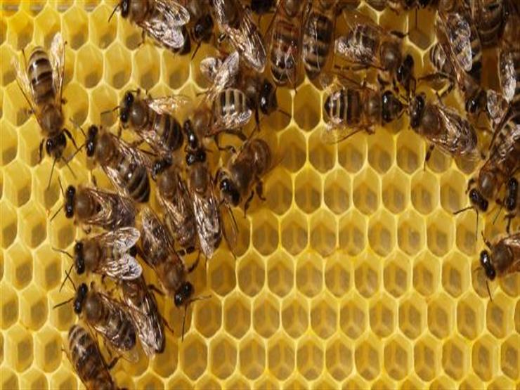 النوم مع النحل.. أحدث طريقة لعلاج الآلام في أوروبا