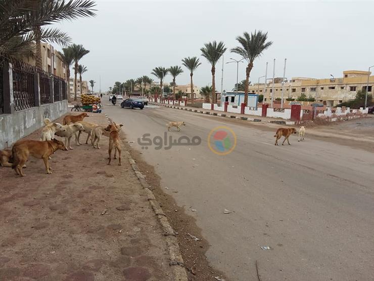 الرفق بالحيوان: طرح مبادرات للحد من ظاهرة الكلاب الضالة