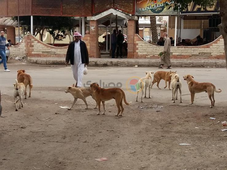 نائب "طور سيناء": تصريح رصد مكافأة لصيد الكلاب الضالة "مداعبة"