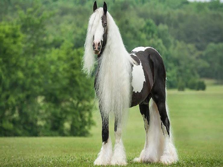    بالصور- منها العربي الأصيل.. تعرف على أفضل أنواع الخيول في العالم​