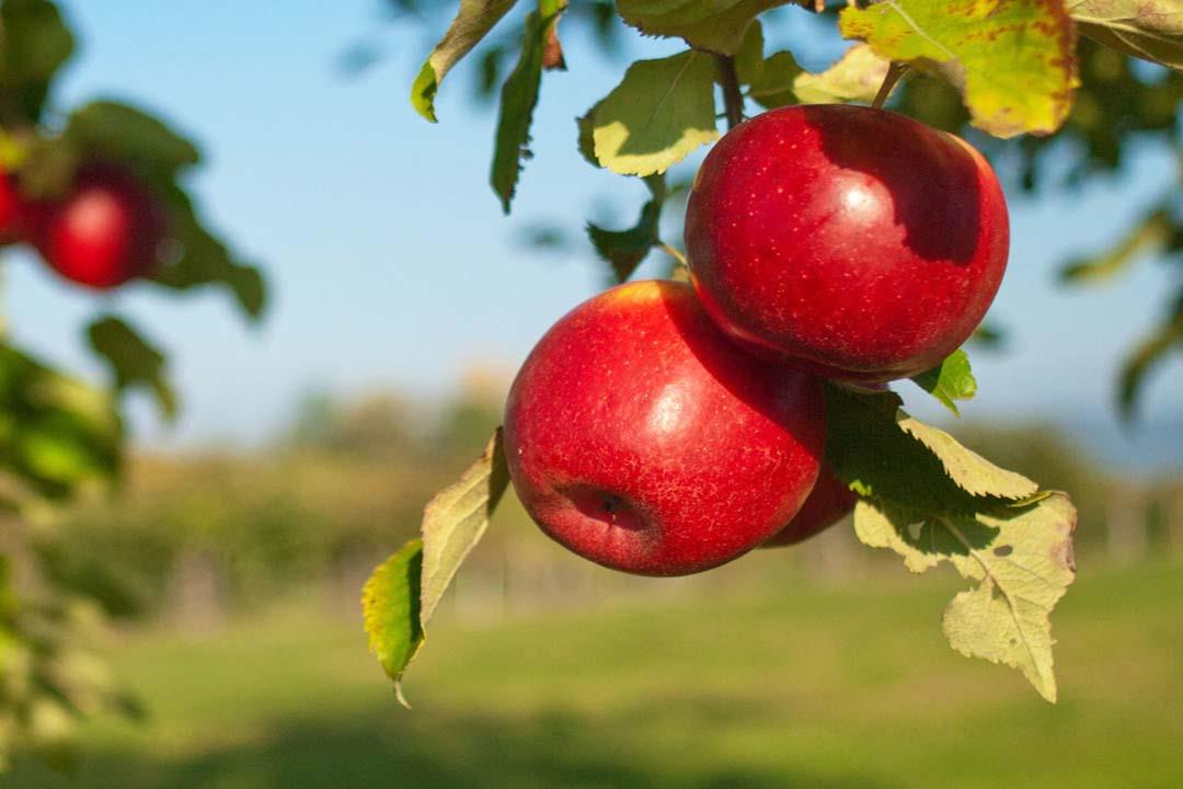 تناول تفاحة واحدة ينقل لجسمك 100 مليون بكتيريا