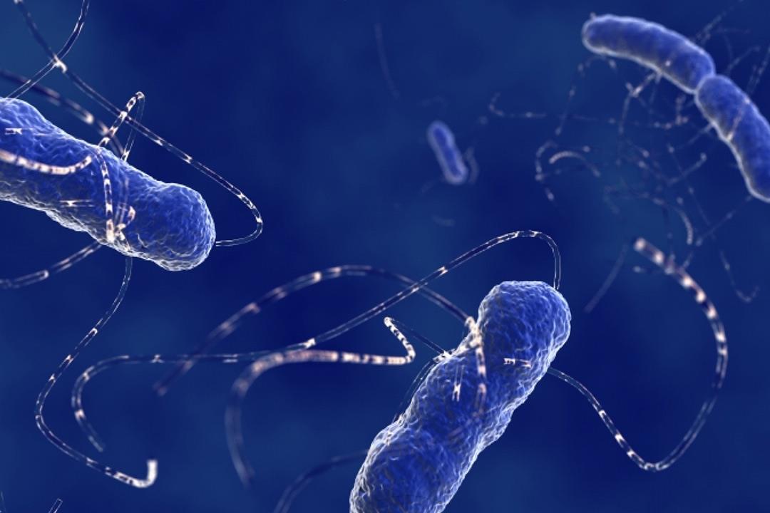ما علاقة بكتيريا الأمعاء بمرض ألزهايمر؟ دراسة تكشف