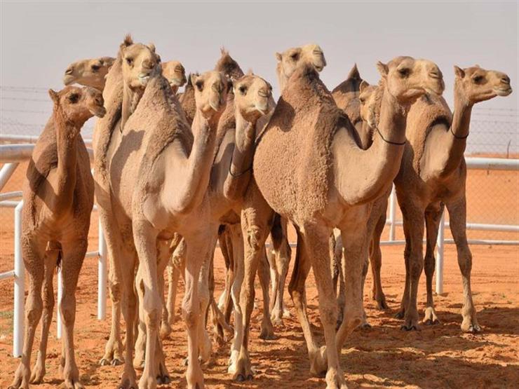 بالفيديو.. تعرف على ثروة مصر من الجمال العربية الأصيلة وأشهر أنواعها