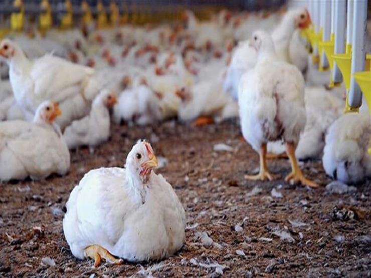  "أجرينا تحليل DNA للبط".. الزراعة تكشف سبب الفيرس الجديد لأنفلونزا الطيور