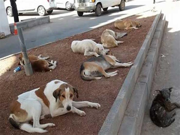 أحمد السجيني: ظاهرة الكلاب الضالة مرتبطة بظاهرة القمامة