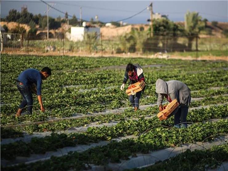 "الزراعة": الصادرات المصرية تجاوزت 5 ملايين طن في 2018