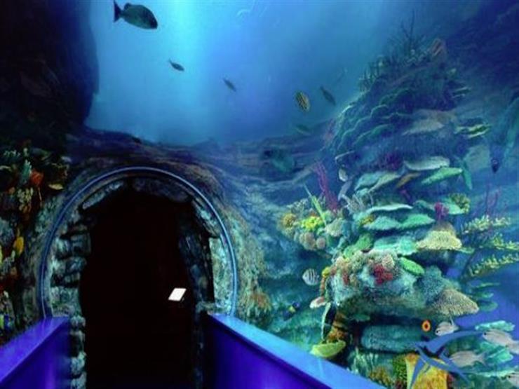 مدير متحف الأحياء المائية بالغردقة: المتحف ضمن الـ10 الأفضل بالعالم لجذب السياحة