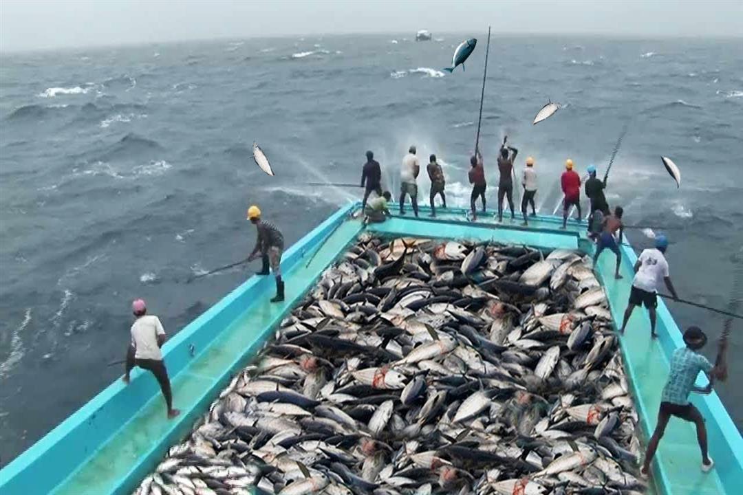   البلوك تشين.. تطبيق ذكي يكشف عن سلامة الأسماك قبل شرائها