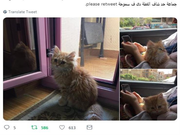 ملكة وتحب التملك.. نصائح مهمة لتربية القطط "عشان متهربش"