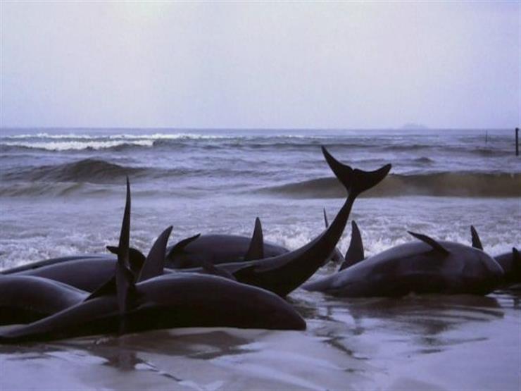 رئيس "الإنقاذ البحري" السابق يكشف أسباب نفوق الحيتان: مسجلة على قوائم الانقراض