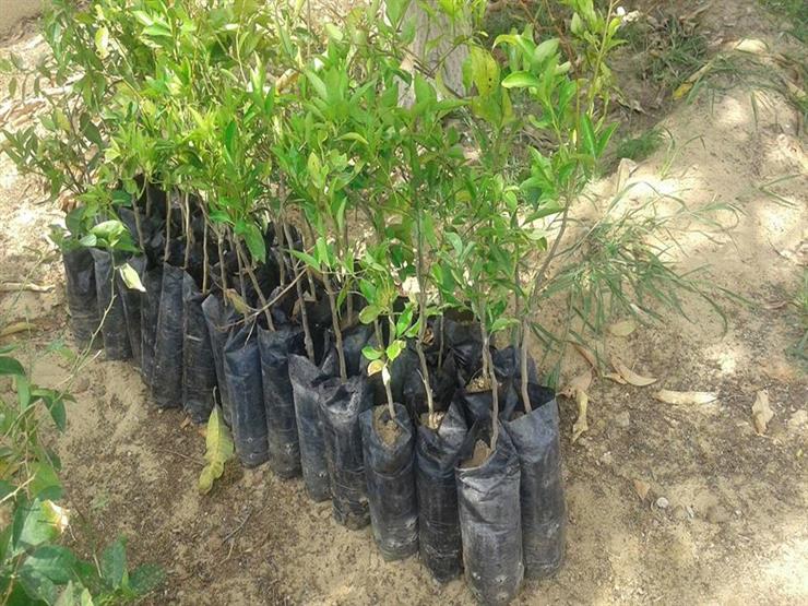 صاحب مبادرة "شجَّرها" : زراعة 50 ألف شجرة مثمرة في 10 محافظات