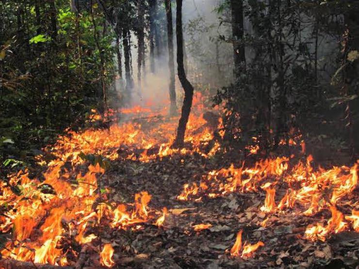  أستاذ بيئة: البحث عن المعادن الثمينة أحد أسباب حرائق "الأمازون"