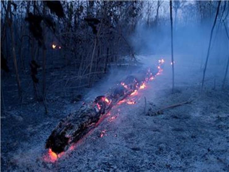 عضو البرلمان العالمي للبيئة: كل دول العالم ستتأثر بحرائق الأمازون