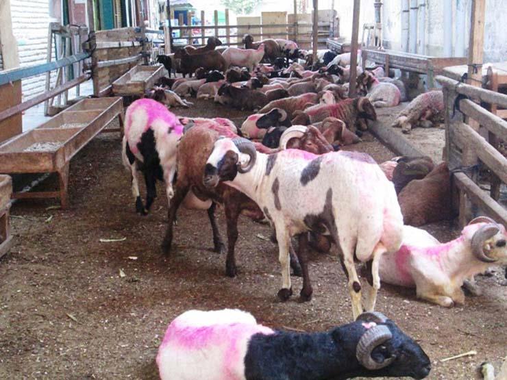 فتاوى الأضحية تعرف على وقت الذبح وكيفية التقسيم وبعض الس مصراوى