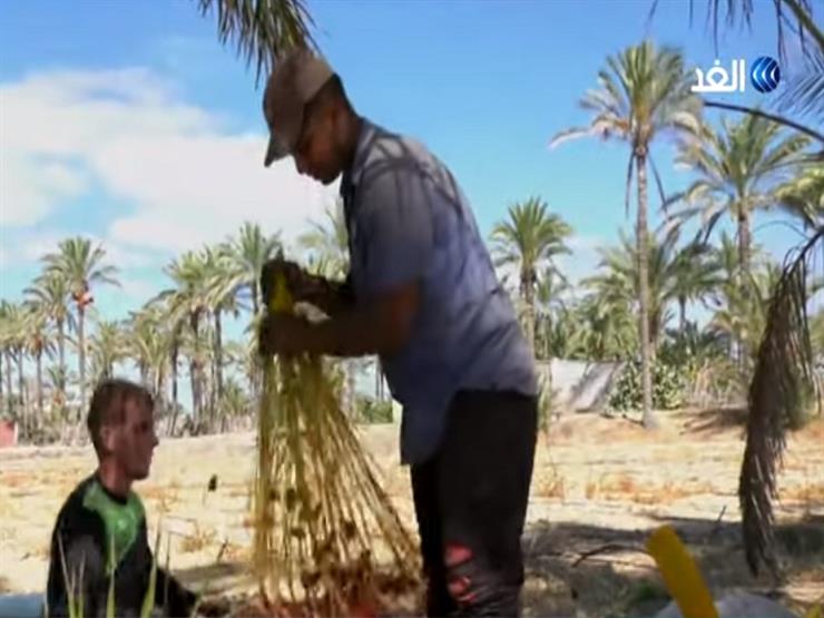 المزارعون في قطاع غزة يبدأون موسم جني البلح- فيديو 