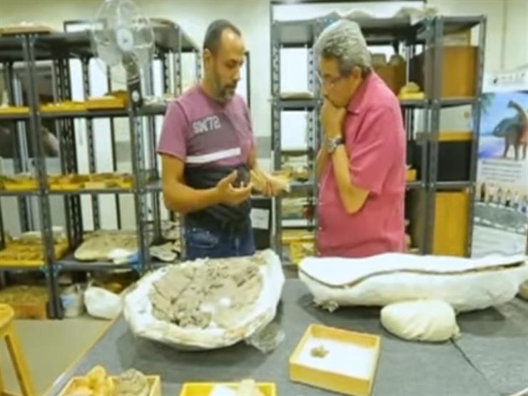 هشام سلام: مركز الحفريات الفقارية يضم استكشافات لكائنات عاشت بمصر منذ ملايين السنين
