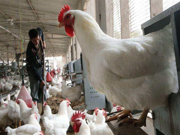 6 جنيهات ارتفاعا في كيلو أسعار الدواجن البلدي بالأسواق 6 جنيهات ارتفاعا في كيلو أسعار الدواجن البلدي بالأسواق