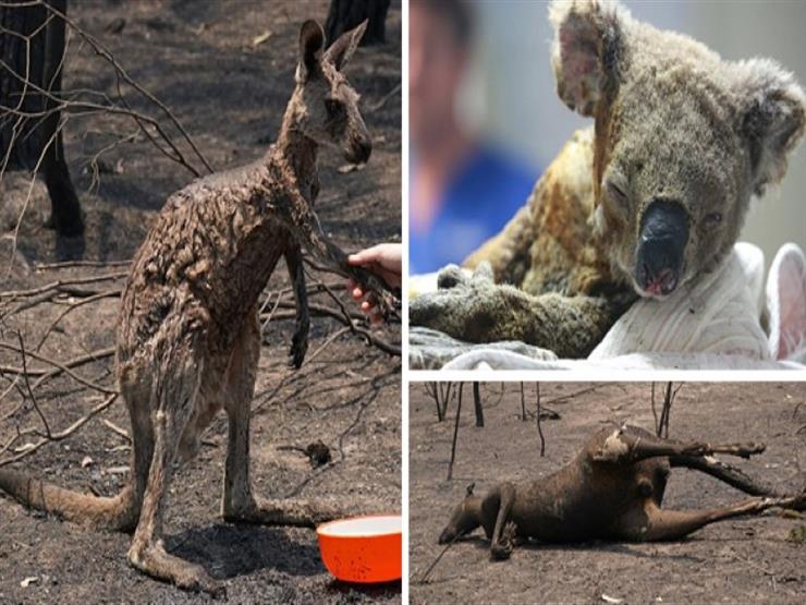 الإنسان يعتذر وينقذ الحيوانات.. مشاهد مذهلة من أستراليا