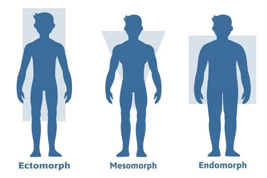 دايت اندومورف