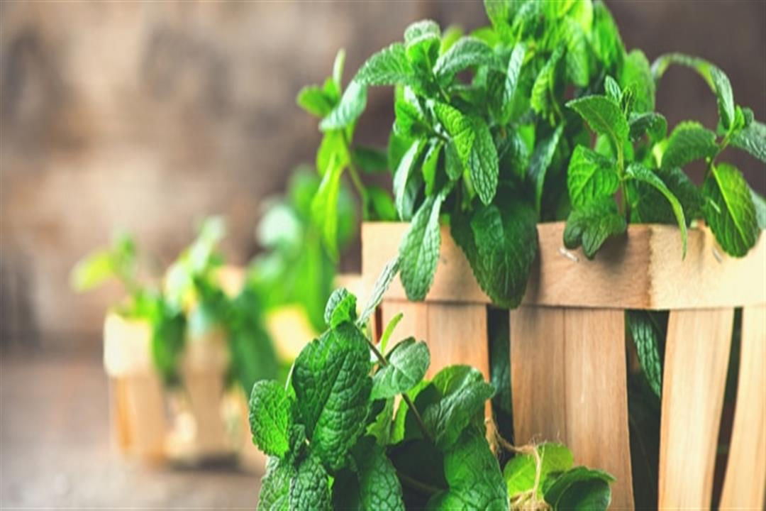 اعشاب مفيدة لعلاج التهابات المرارة 3