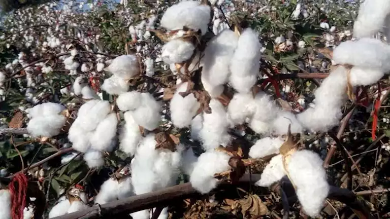 قرار مهم من الزراعة بشأن متابعة محصول القطن في 14 محافظة