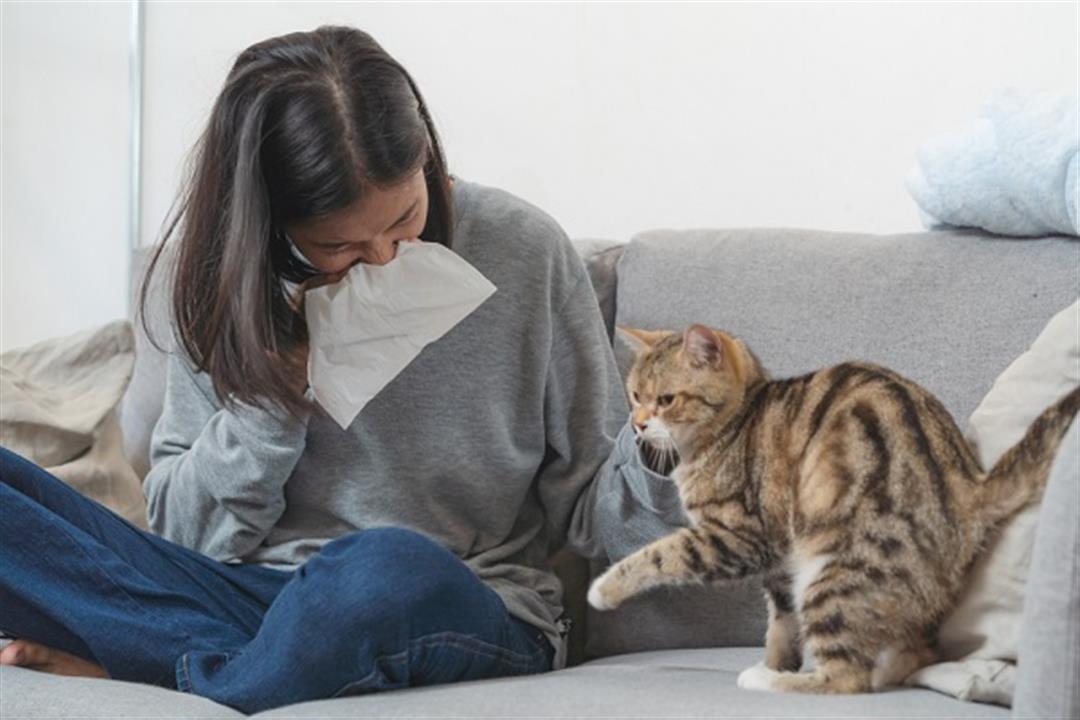 تربية القطط قد تصيبك بالحساسية.. 7 أعراض تكشف عنها