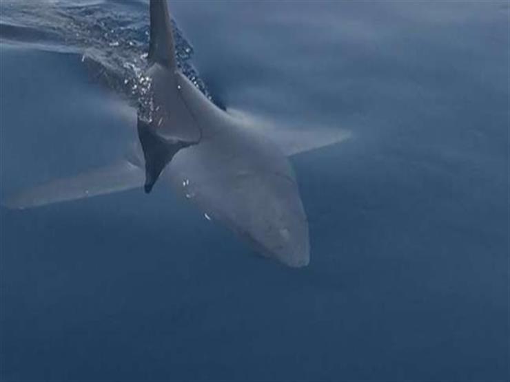 أستاذ علوم البحار يكشف عن أسباب هجوم القرش على الأفراد في البحر الأحمر