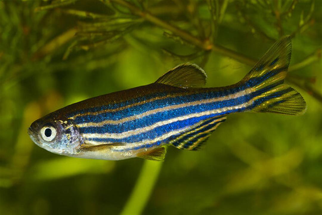 علماء: هذا النوع من السمك قد يكون مفتاحًا لإعادة البصر لفاقديه