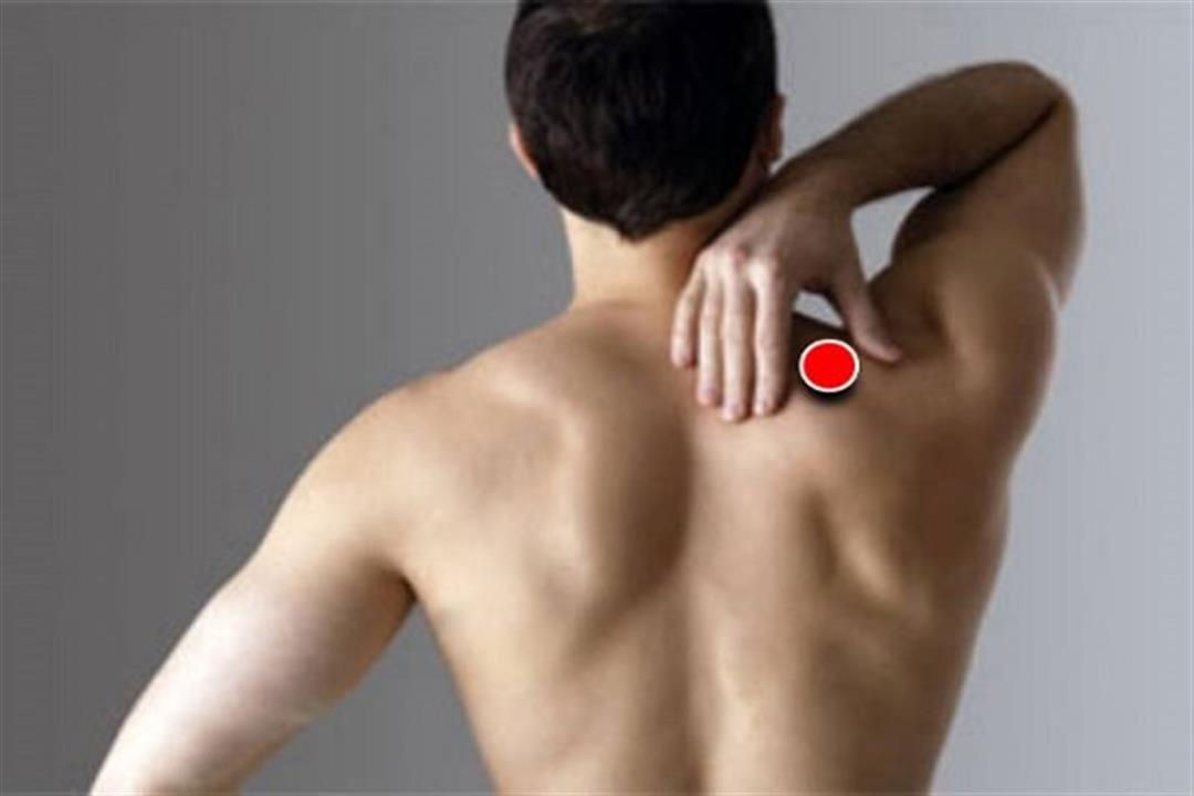 عضلة الكتف الخلفية