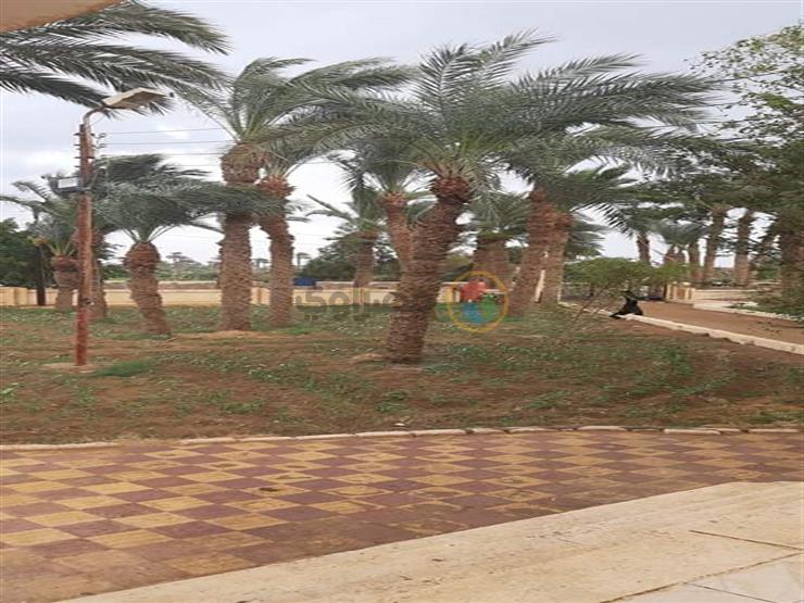 سقوط أمطار خفيفة على الفيوم سقوط أمطار خفيفة على الفيوم