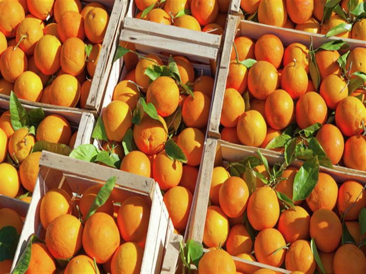الزراعة: مصر الأولى عالميًا في حجم صادرات البرتقال- فيديو