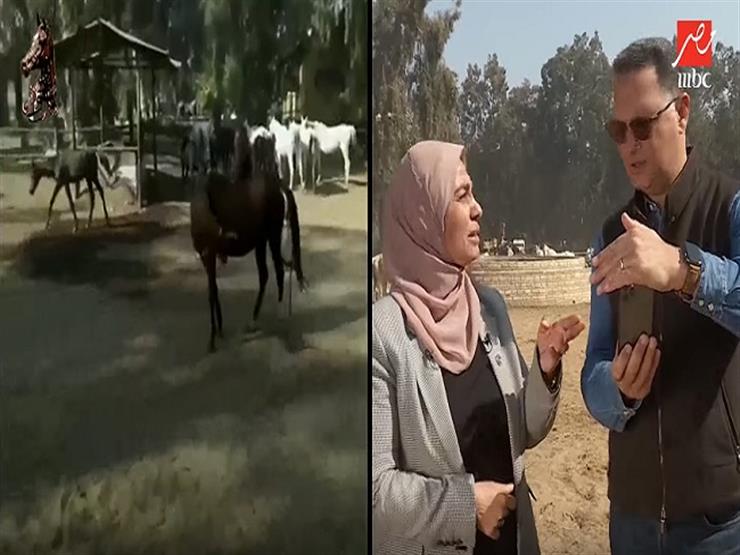 مدير محطة "الزهراء" تكشف حقيقة نفوق خيول لعدم وجود طعام