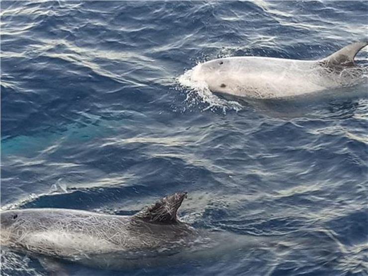 الإنقاذ البحري: ظهور الدولفين "الريسو" في الغردقة بشرة خير