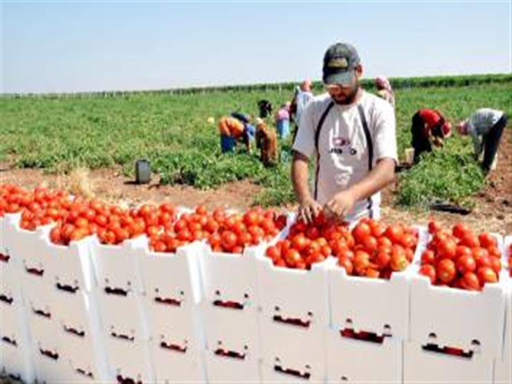متحدث الزراعة: 17% من إجمالي صادرات مصر  من القطاع الزراعي