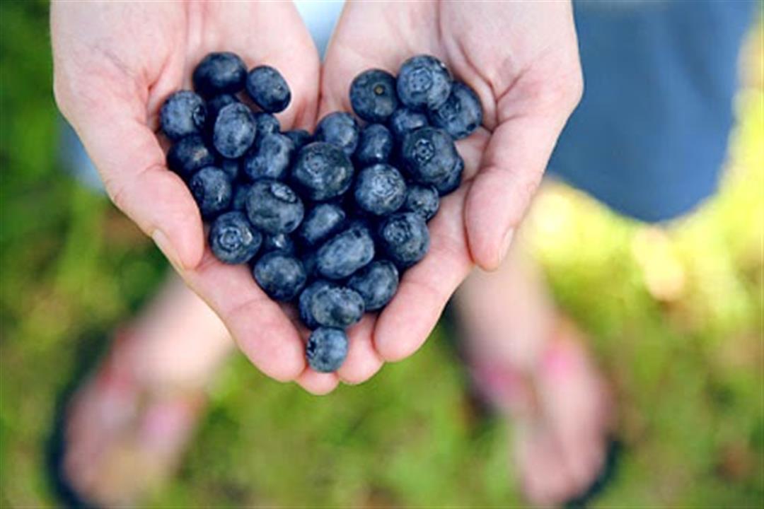 الكريز الأزرق