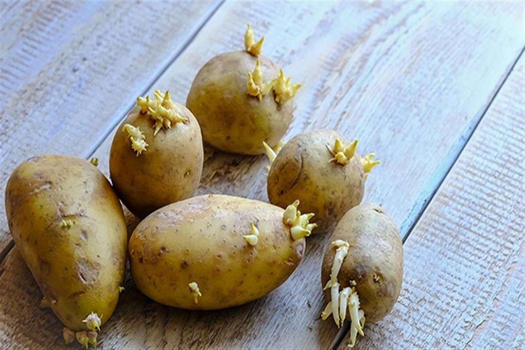 آمنة أم سامة؟.. إليك حقيقة تأثير البطاطس ذات البراعم على الص | الكونسلتو