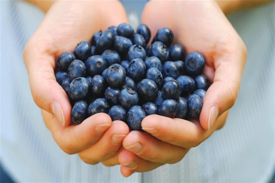 التوت البري الأزرق