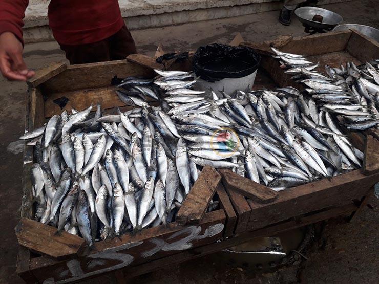تراجع البوري وزيادة البلطي.. أسعار السمك في سوق العبور بأسبوع تراجع البوري وزيادة البلطي.. أسعار السمك في سوق العبور بأسبوع