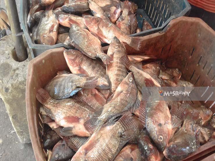 أسعار الأسماك والمأكولات البحرية في سوق العبور اليوم 30-3-20 | مصراوى