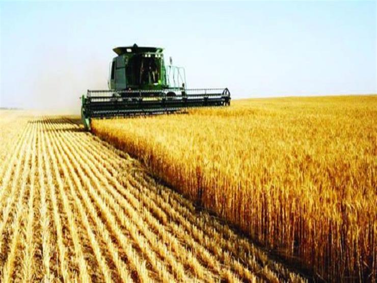 وزير الزراعة: 9 مليون طن قيمة الإنتاج المتوقع من محصول القمح الجديد