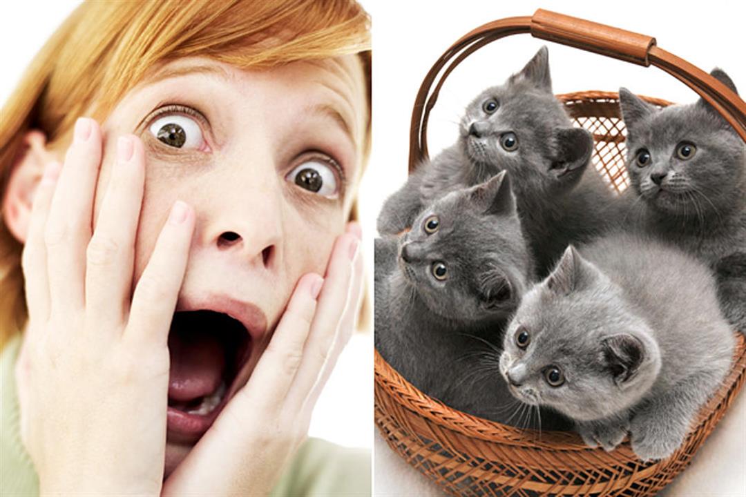 تشعر بالخوف عند مشاهدة القطط؟.. إليك كل ما تريد معرفته عن أيلوروفوبيا
