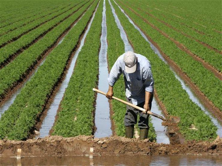 الزراعة: الدولة حريصة على تحقيق أمن غذائي مستقر للمواطن