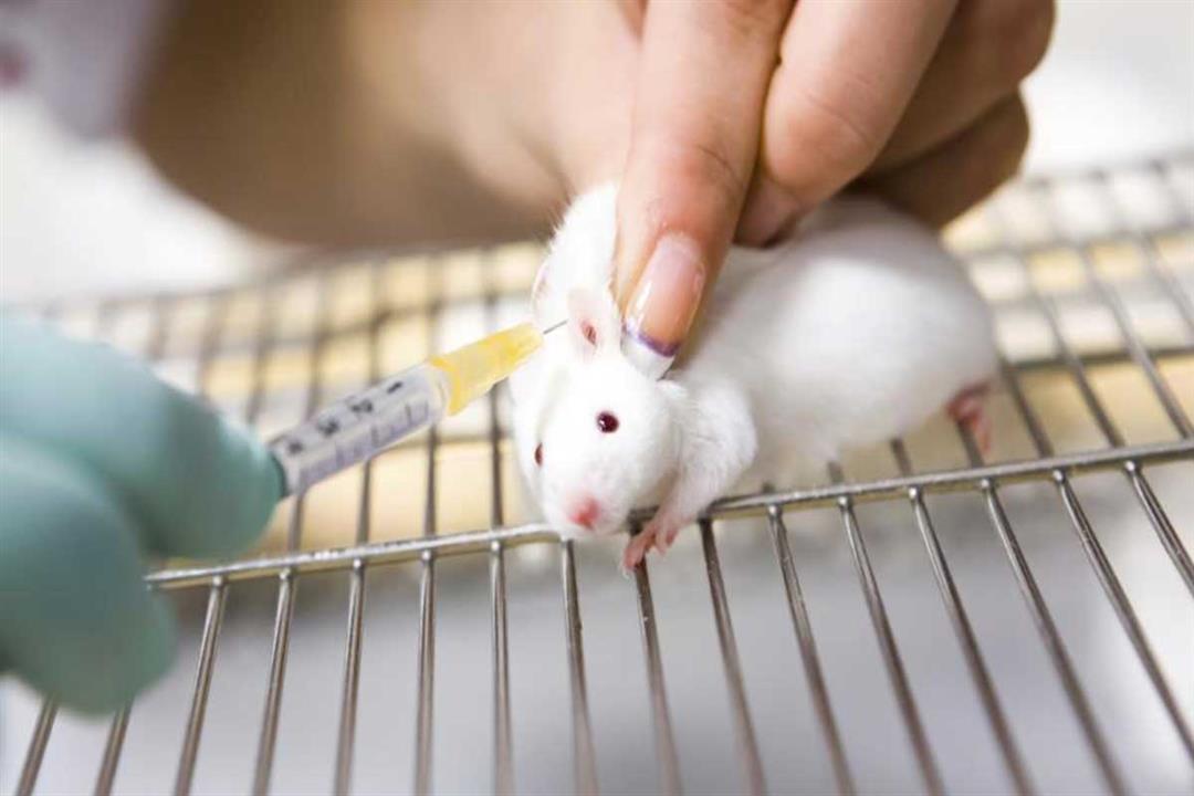 نجح مع الفئران.. دراسة تتوصل إلى لقاح تجريبي لفيروس كورونا