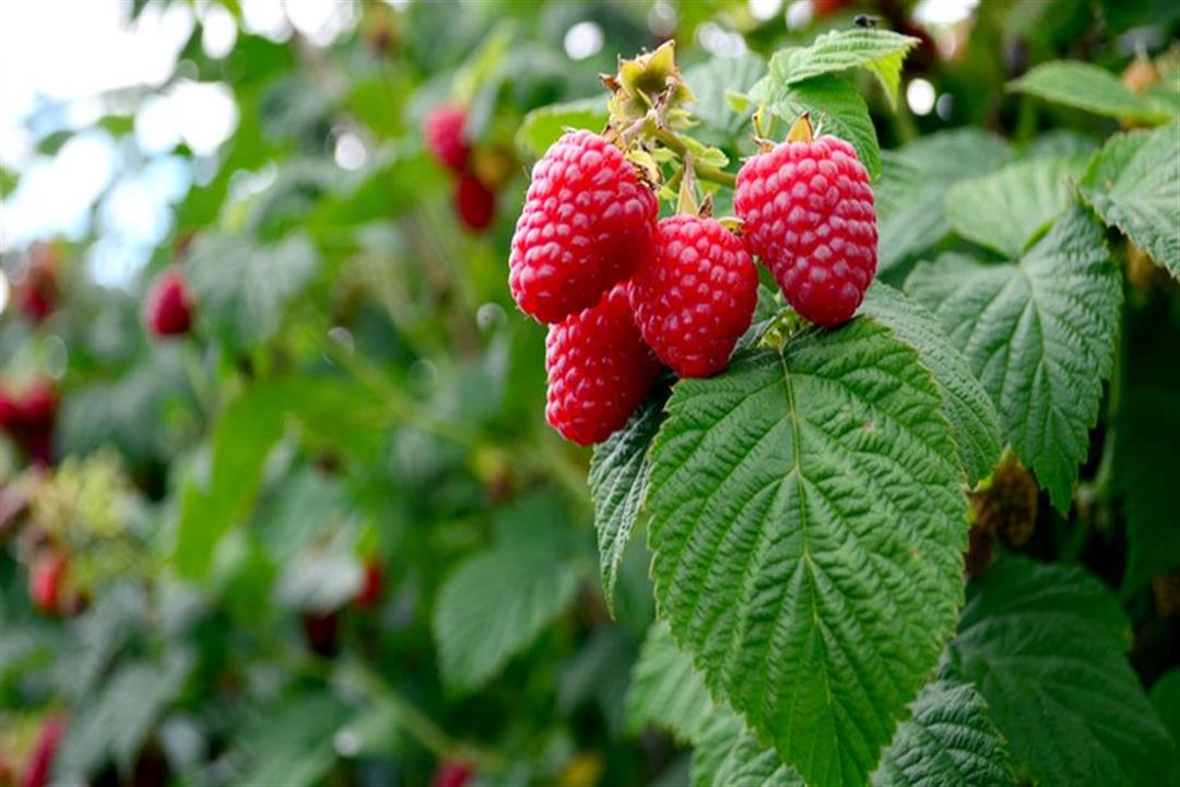 التوت البري