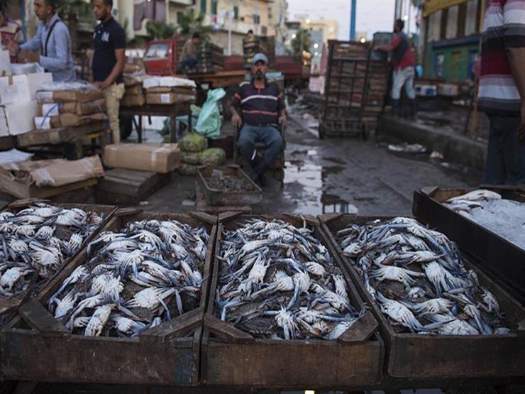 زيادة البلطي وتراجع الجمبري.. أسعار الأسماك بسوق الجملة اليوم زيادة البلطي وتراجع الجمبري.. أسعار الأسماك بسوق الجملة اليوم