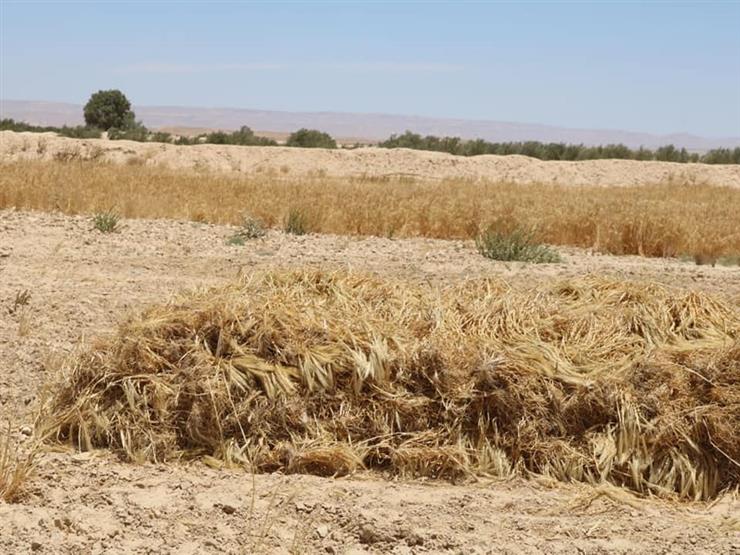 بـ24 ألف طن.. انتهاء توريد محصول القمح في الأقصر بـ24 ألف طن.. انتهاء توريد محصول القمح في الأقصر