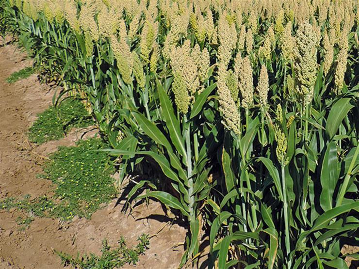   تجربة زراعية رائدة.. تفاصيل نجاح تجربة زراعة الذرة الرفيعة بأسيوط